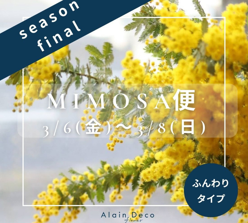 静岡市葵区鷹匠お花屋さんアランデコの今シーズン最後の「ミモザ便」のご案内