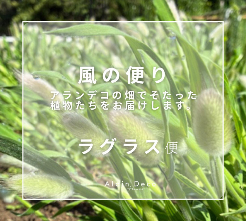 葵区鷹匠お花屋さんアランデコのラグラス便